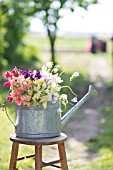 LATHYRUS ODORATUS, MIXED SWEET PEAS IN WATERING CAN