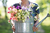 LATHYRUS ODORATUS, MIXED SWEET PEAS IN WATERING CAN