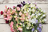 LATHYRUS ODORATUS DYNASTY, SPRING SUNSHINE PEACH, SPRING SUNSHINE CHAMPAGNE, JILLY, WHITE SUPREME, WINTER SUNSHINE BLUE, WINTER SUNSHINE LAVENDER, DARK PASSION AND WINDSOR