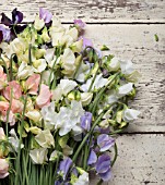 LATHYRUS ODORATUS DYNASTY, SPRING SUNSHINE PEACH, SPRING SUNSHINE CHAMPAGNE, JILLY, WHITE SUPREME, WINTER SUNSHINE BLUE, WINTER SUNSHINE LAVENDER, DARK PASSION AND WINDSOR