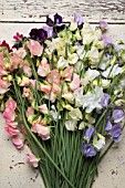 LATHYRUS ODORATUS DYNASTY, SPRING SUNSHINE PEACH, SPRING SUNSHINE CHAMPAGNE, JILLY, WHITE SUPREME, WINTER SUNSHINE BLUE, WINTER SUNSHINE LAVENDER, DARK PASSION AND WINDSOR