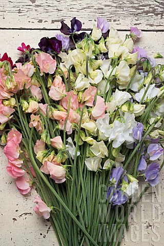 LATHYRUS_ODORATUS_DYNASTY_SPRING_SUNSHINE_PEACH_SPRING_SUNSHINE_CHAMPAGNE_JILLY_WHITE_SUPREME_WINTER