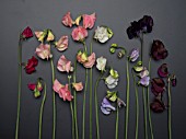 LATHYRUS ODORATUS DYNASTY, SPRING SUNSHINE CHAMPAGNE, SPRING SUNSHINE PEACH, WHITE SUPREME, WINTER SUNSHINE LAVENDER, DARK PASSION AND WINDSOR SWEET PEAS ON PLAIN BACKGROUND