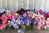 LATHYRUS ODORATUS, MIXED SWEET PEAS IN JARS