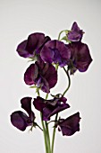 LATHYRUS ODORATUS DARK PASSION