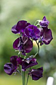 LATHYRUS ODORATUS DARK PASSION