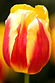 TULIPA REMBRANDT KEIZERSKROON