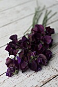 LATHYRUS ODORATUS DARK PASSION