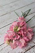 LATHYRUS ODORATUS WINTER SUNSHINE PINK