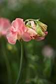 LATHYRUS ODORATUS VALERIE HARROD