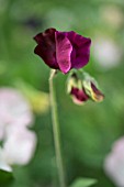 LATHYRUS ODORATUS DYNASTY