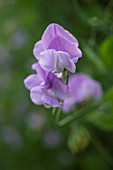 LATHYRUS ODORATUS ETHEL GRACE