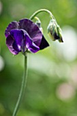 LATHYRUS ODORATUS DARK PASSION