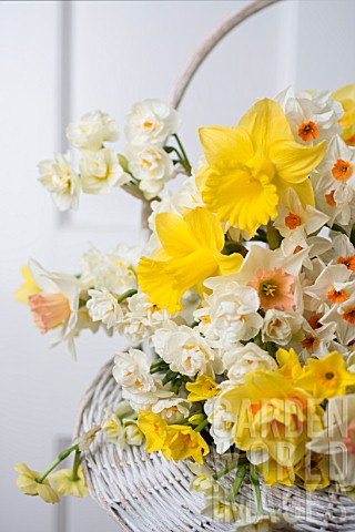 NARCISSUS_DUTCH_MASTER_AND_NARCISSUS_BRIDAL_CROWN_WITH_NARCISSUS_GERANIUM_NARCISSUS_PINK_CHARM_AND_N