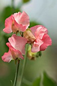 LATHYRUS ODORATUS VALERIE HARROD