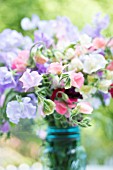 LATHYRUS ODORATUS IN BLUE JAR