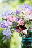 LATHYRUS ODORATUS IN BLUE JAR