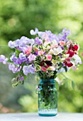 LATHYRUS ODORATUS IN BLUE JAR