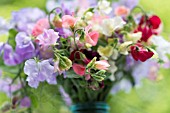 LATHYRUS ODORATUS IN BLUE JAR