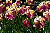 TULIPA ED CID