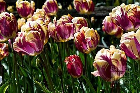 TULIPA_ED_CID