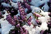 ERICA CARNEA (HEATHER) IN SNOW