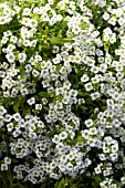 LOBULARIA MARITIMA, SWEET ALYSSUM