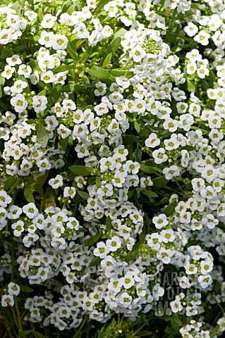 LOBULARIA_MARITIMA_SWEET_ALYSSUM