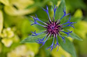 CENTAUREA MONTANA