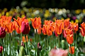 TULIPA BALLERINA