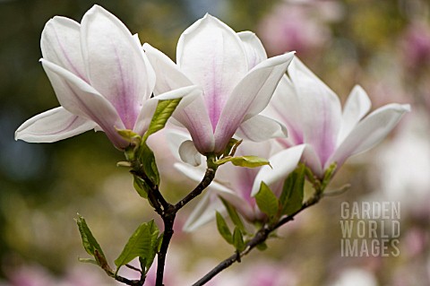 MAGNOLIA_X_SOULANGIANA_SPECIOSA