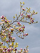 MAGNOLIA X SOULANGIANA RUSTICA RUBRA