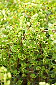 EUPHORBIA MARTINII, SPURGE