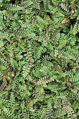 LEPTINELLA_SQUALIDA