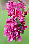 MALUS PURPUREA LEMOINEI, FLOWERING CRAB APPLE TREE