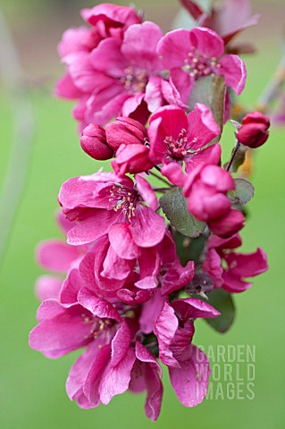 MALUS_PURPUREA_LEMOINEI_FLOWERING_CRAB_APPLE_TREE