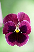 PANSY, VIOLA