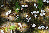 CHERRY BLOSSOM ON MOSS COVERED STONE GARDEN PATH