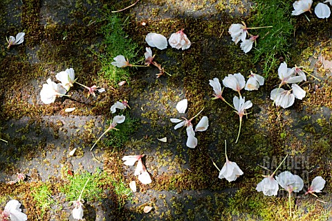 CHERRY_BLOSSOM_ON_MOSS_COVERED_STONE_GARDEN_PATH
