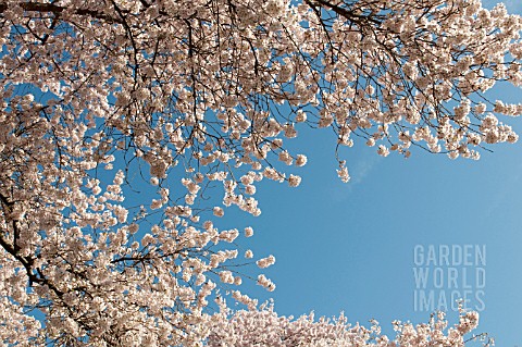 PRUNUS_X_YEDOENSIS_YOSHINO_CHERRY_TREE