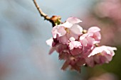 PRUNUS ACCOLADE, FLOWERING CHERRY TREE IN SPRING