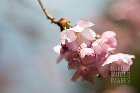 PRUNUS_ACCOLADE_FLOWERING_CHERRY_TREE_IN_SPRING