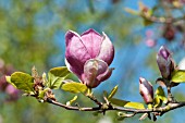 MAGNOLIA X SOULANGIANA RUSTICA RUBRA