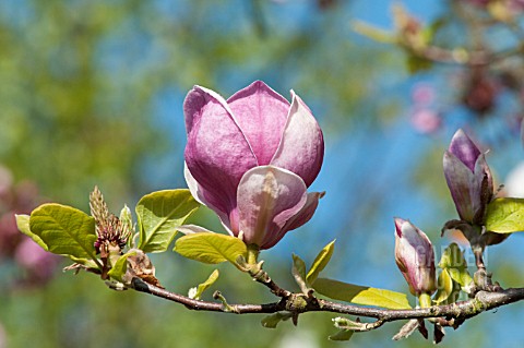 MAGNOLIA_X_SOULANGIANA_RUSTICA_RUBRA