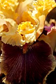 IRIS DECADENCE