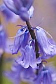 HYACINTHOIDES HISPANICA, SPANISH BLUEBELLS