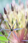 ALLIUM CRISTOPHII