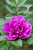 ROSA RUGOSA HANSA