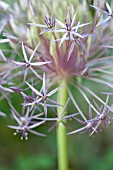 ALLIUM CRISTOPHII