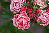 ROSA CAREFREE CELEBRATION